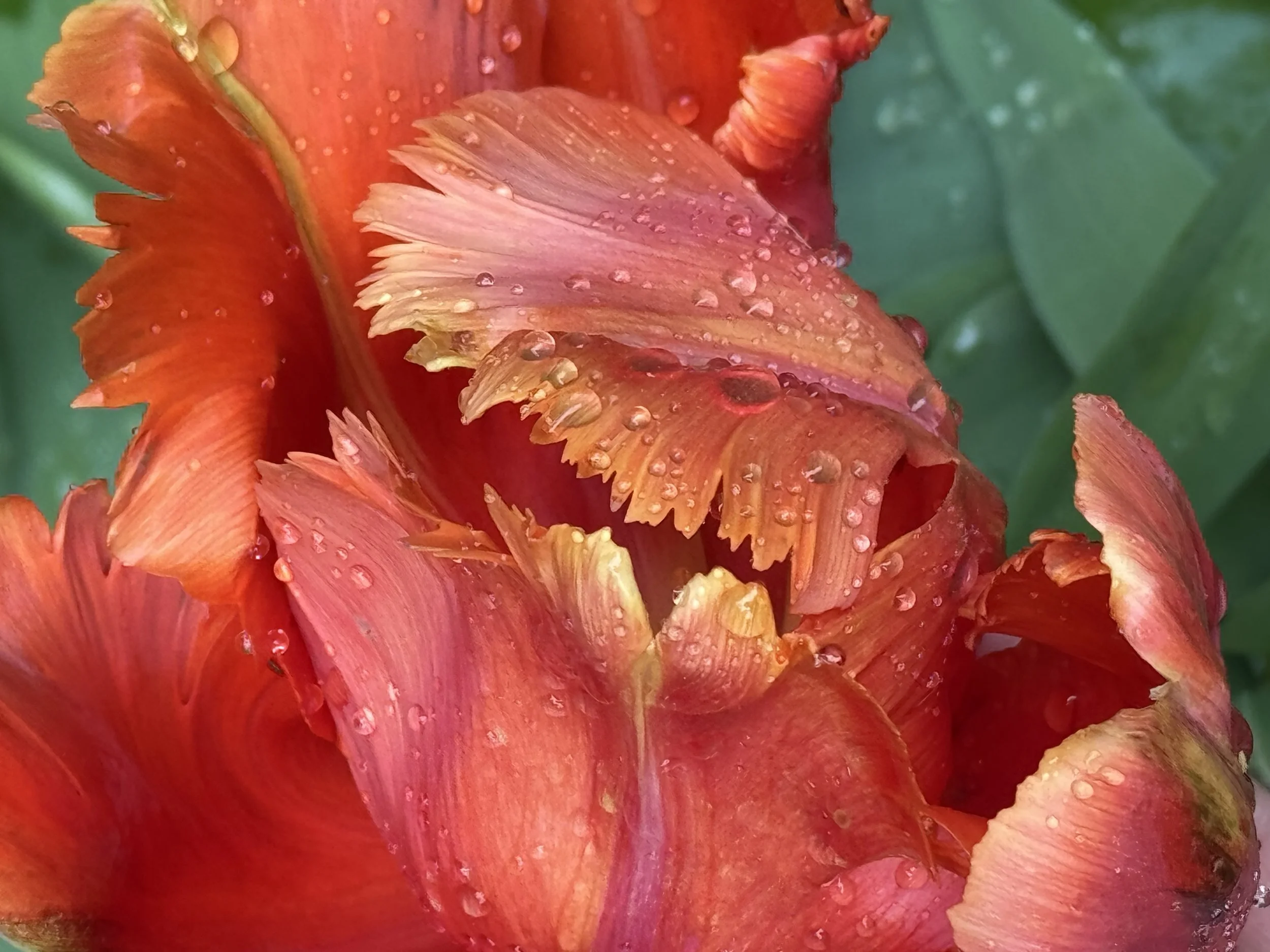 Community Garden (7) 