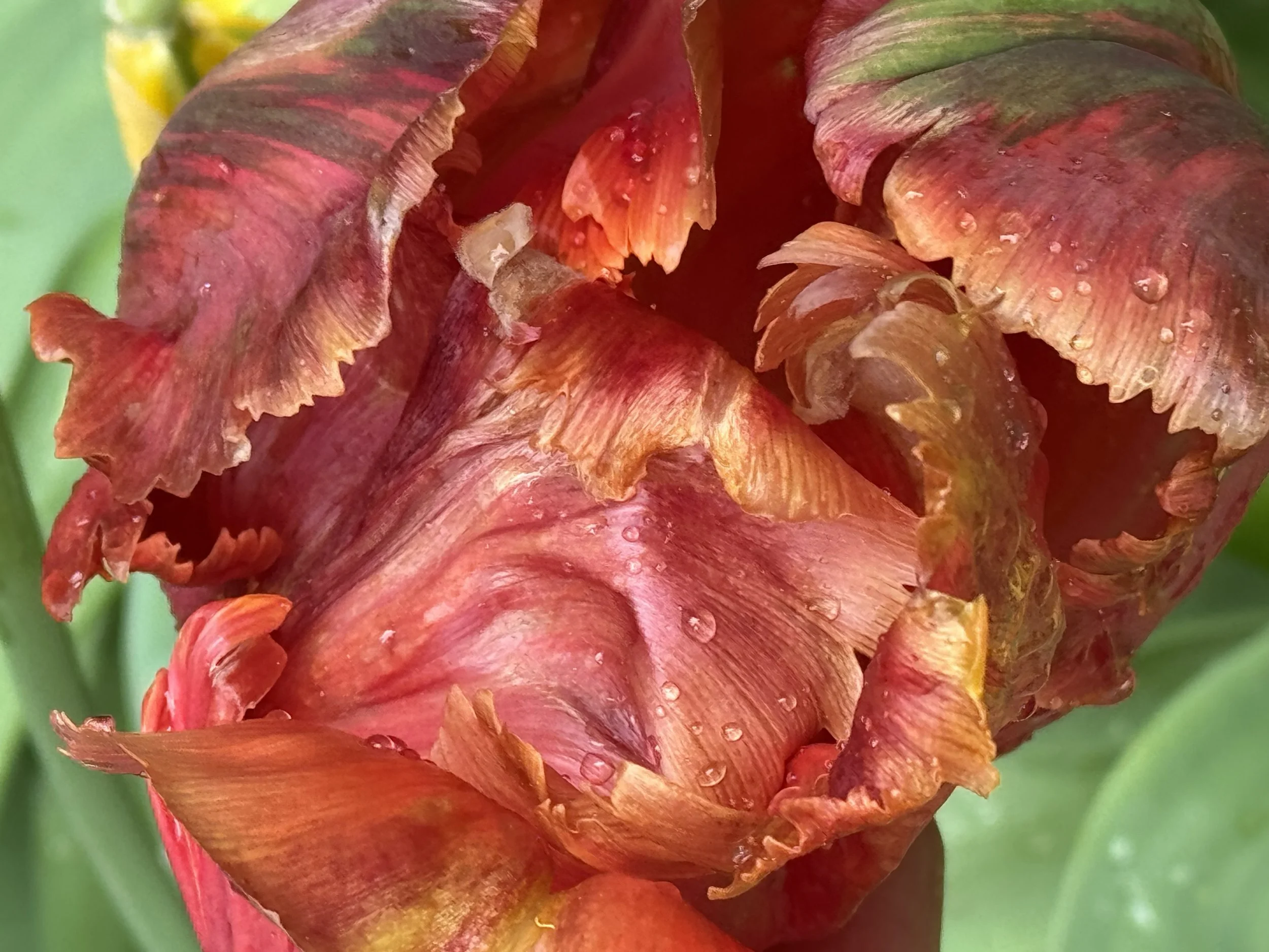 Community Garden (4) 