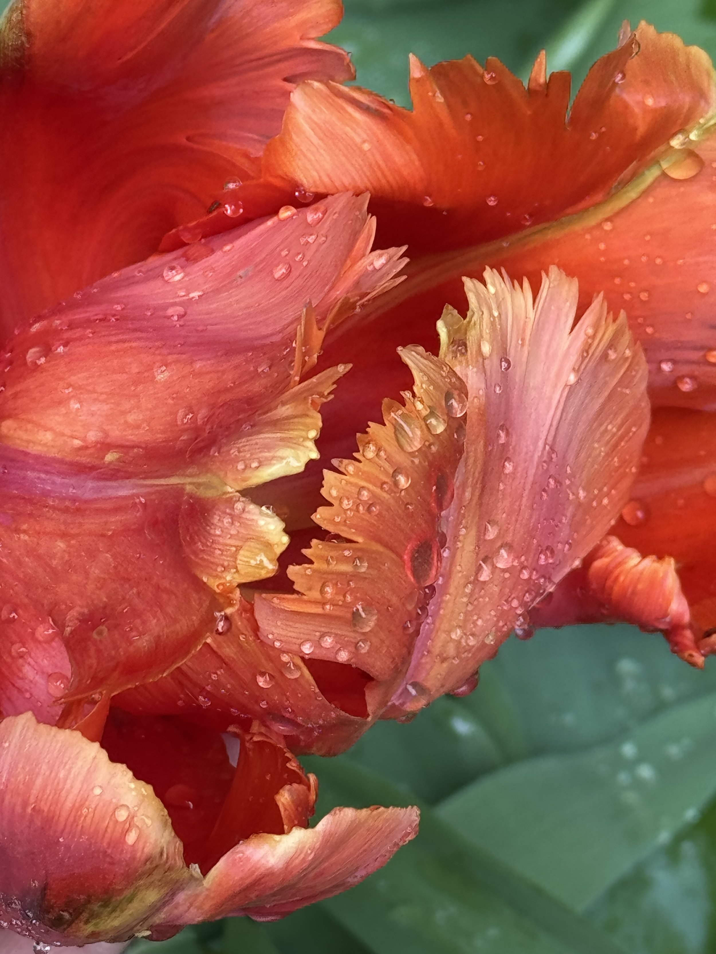 Community Garden (6) 