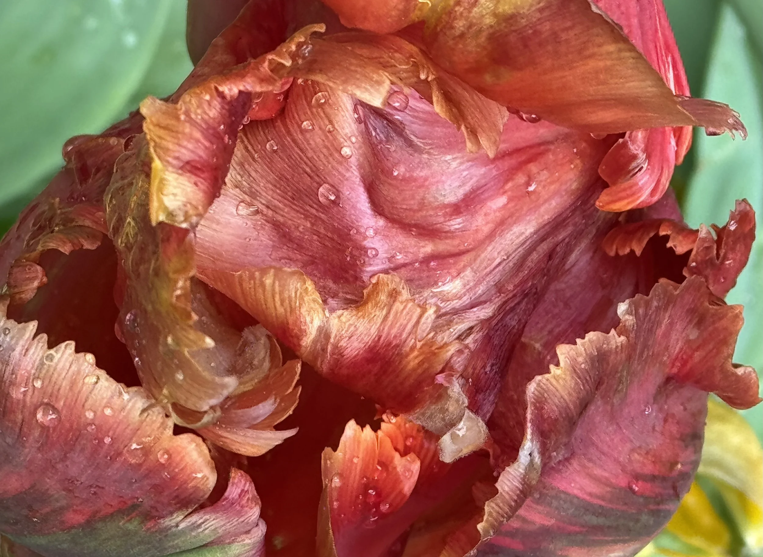 Community Garden (5) 