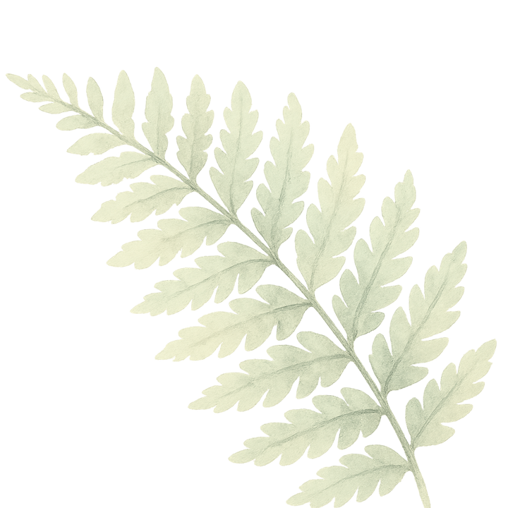 Silvery green fern leaf illustration