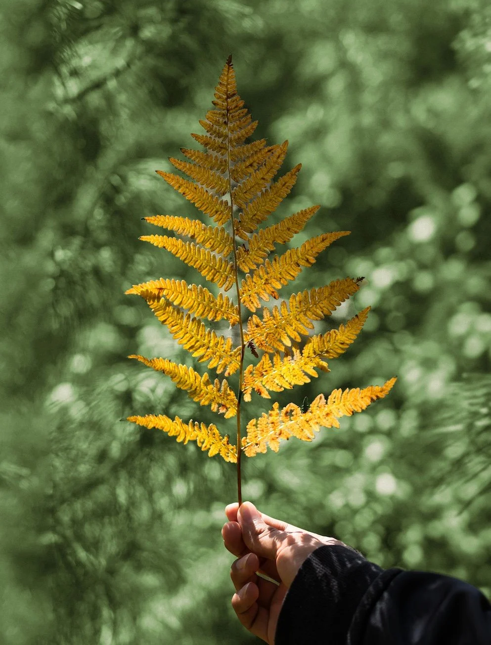 Person holding a yellow-brown fern leaf in a green forest.