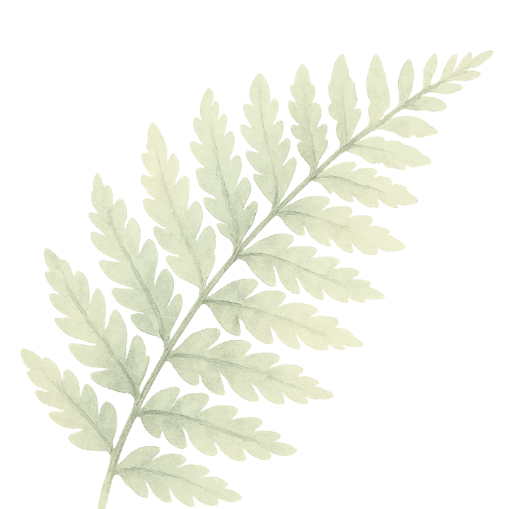 A pale green or gray fern leaf with multiple leaflets extending from a central stem.
