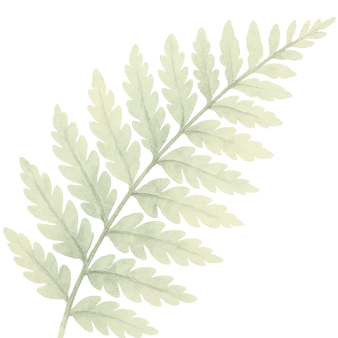 Silvery green fern leaf illustration