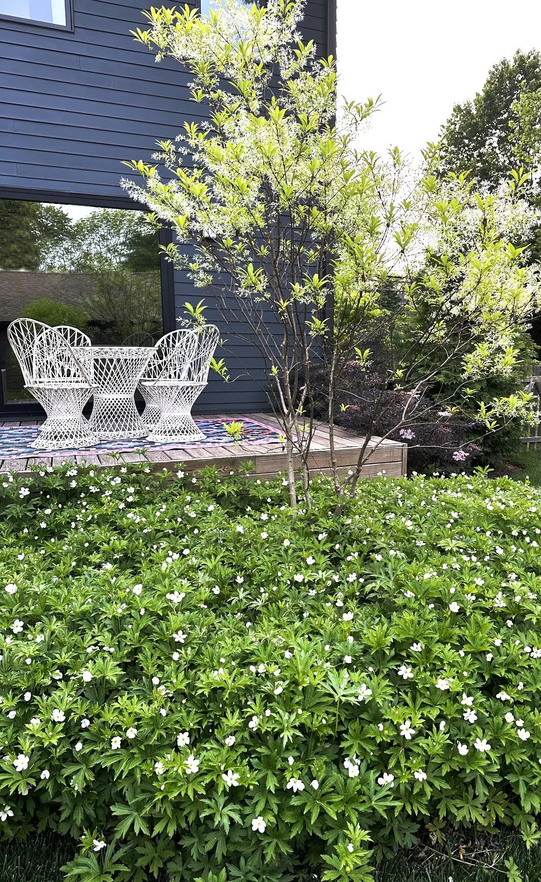 A backyard garden with a flowering small tree, white porch furniture on a wooden deck, and a bush with small white flowers in the foreground near a blue house.