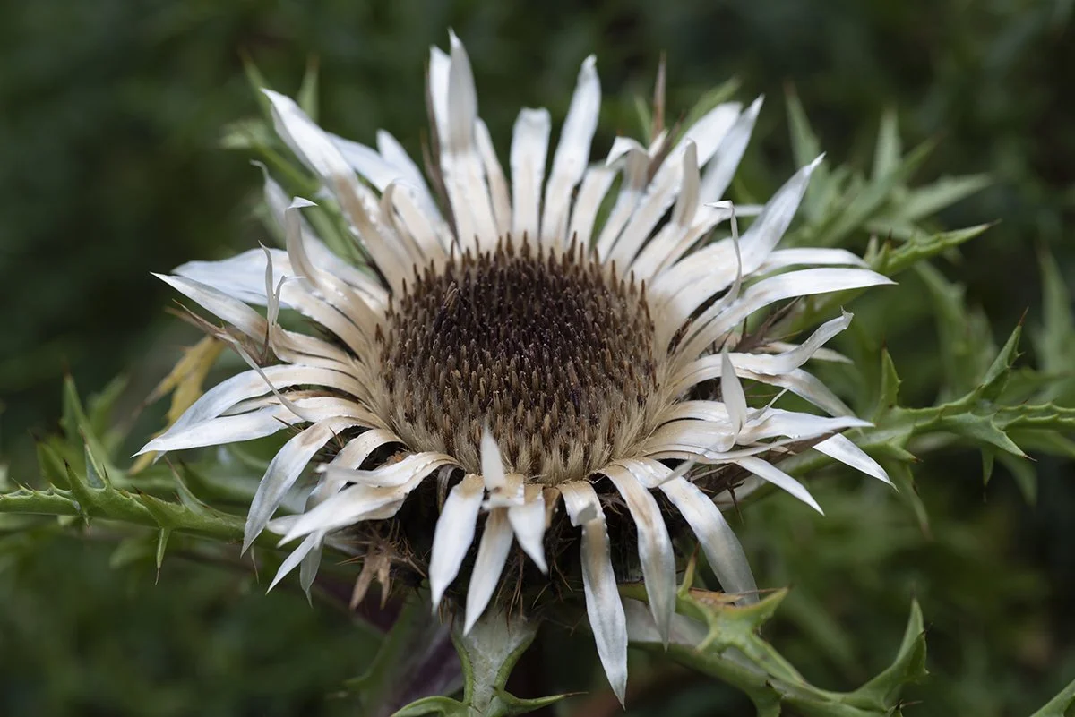 silberdistel_08181698.jpg
