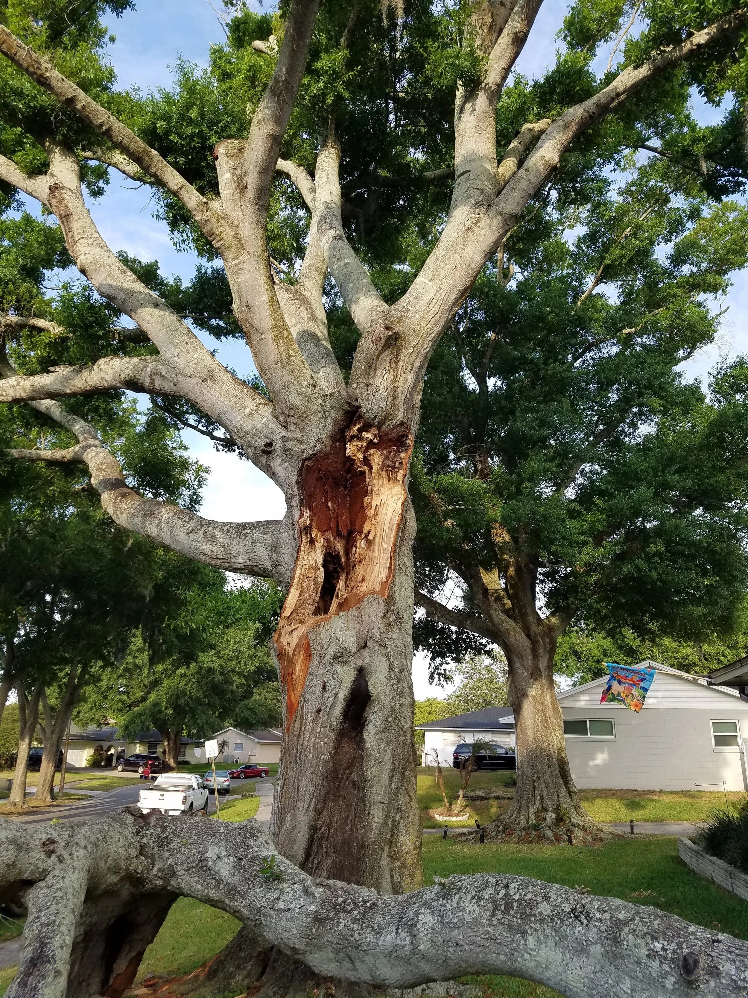 A large, majestic tree with sprawling roots and dense green foliage, sunlight shining through the branches.