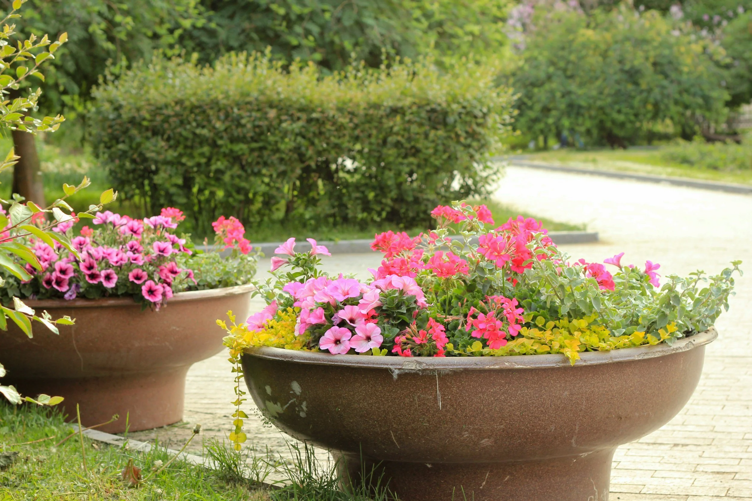 Two large flower pots filled with pink and purple petunias and other colorful flowers, placed on a paved path in a garden with green bushes and trees in the background.
