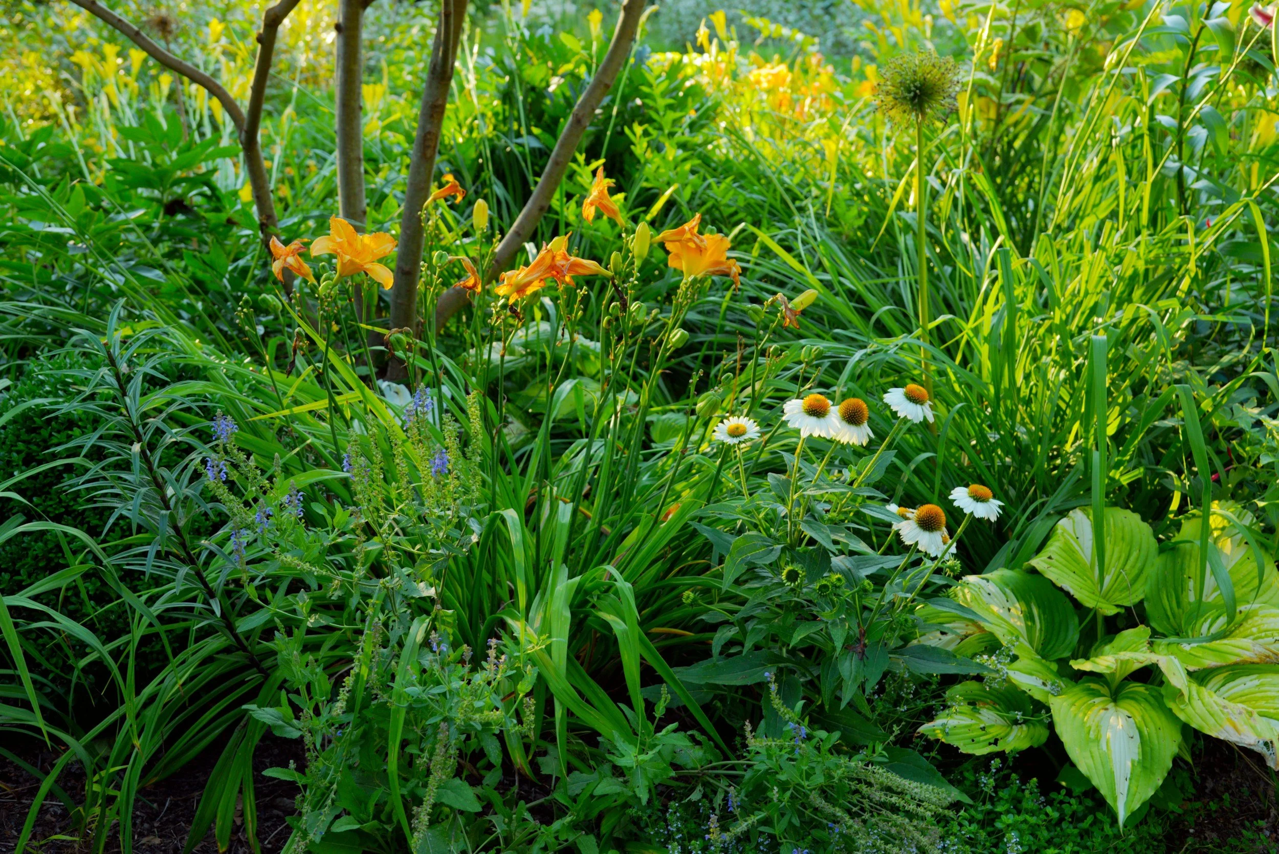 A lush garden with yellow daylilies, white coneflowers, purple salvia, and variegated hostas, surrounded by green foliage.