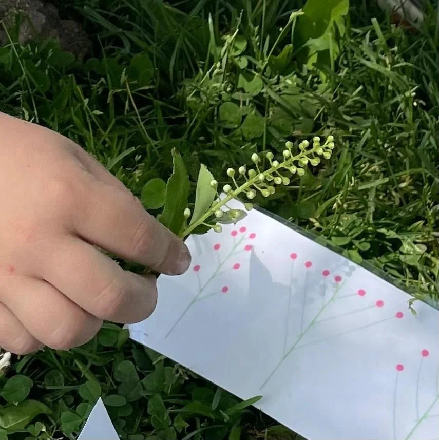 Flower-Shapes.jpg