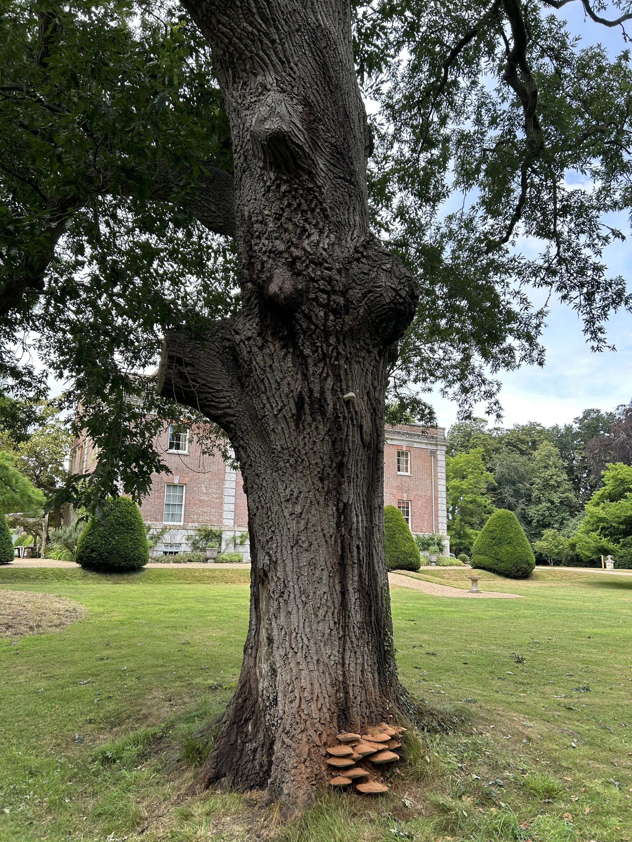A large tree with a cluster of fungal brackets at its base, situated in a well-used high target area.