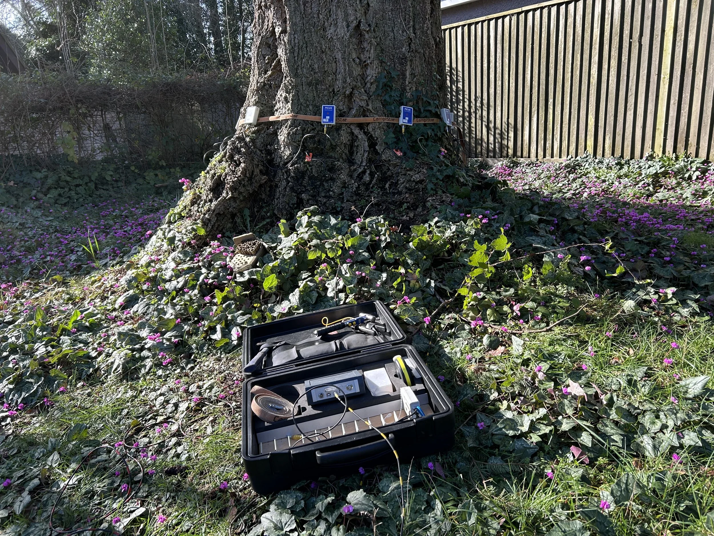 Tree with PiCUS sonic tomography equipment attached to it.