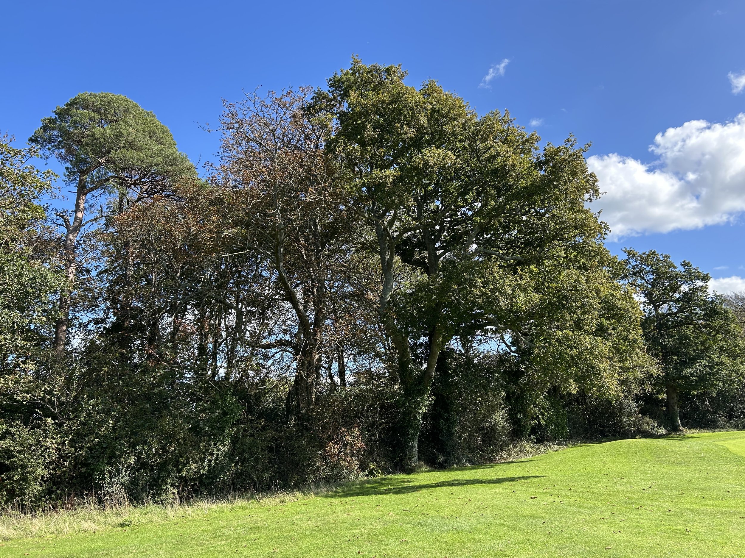 Green grass in the foreground with a row of trees of various heights and foliage in the background under a bright blue sky with some clouds.