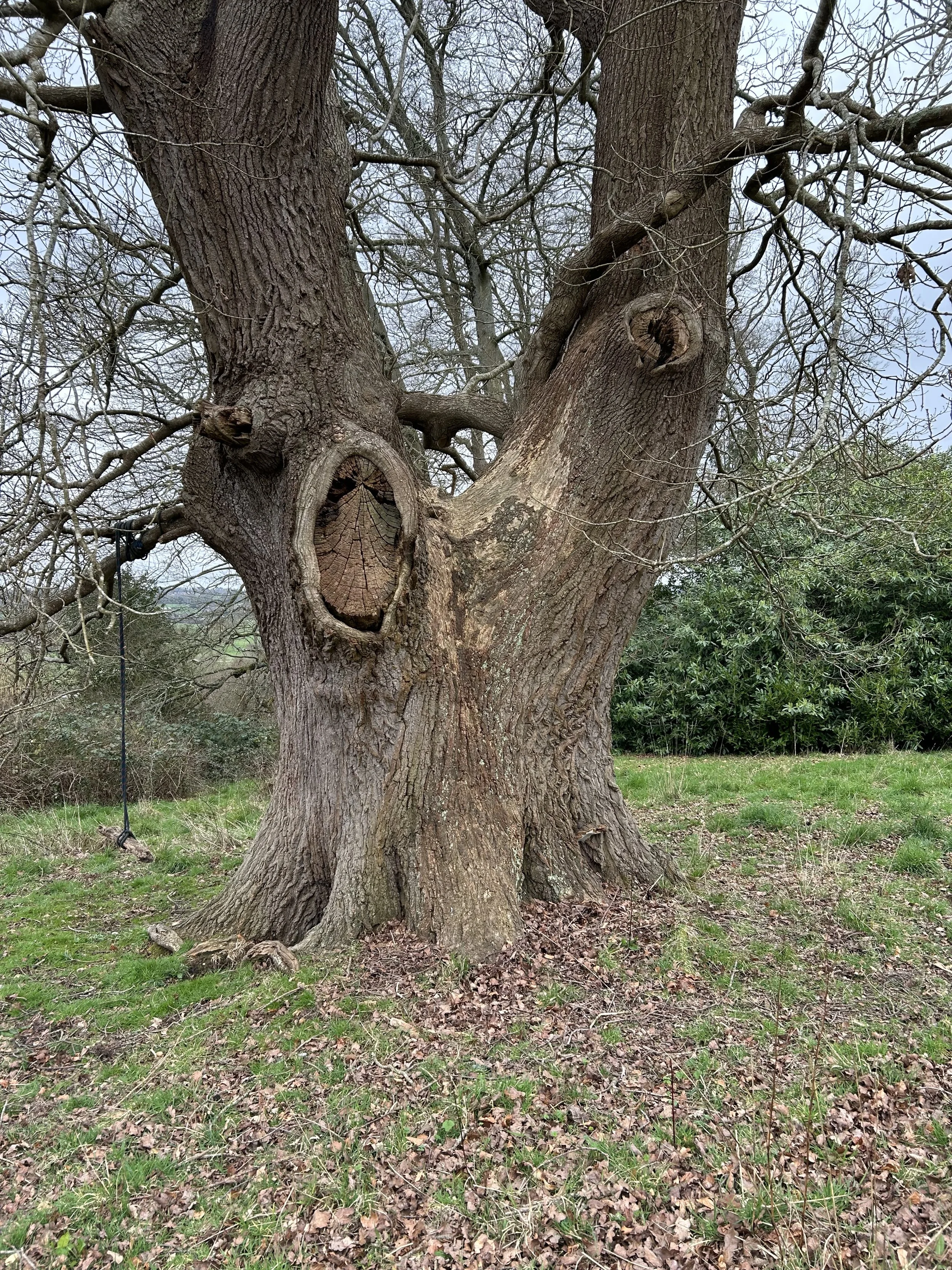 A large, leafless tree with rough bark, multiple knots, and carvings on its trunk, located in a grassy area with some small plants and bushes around.