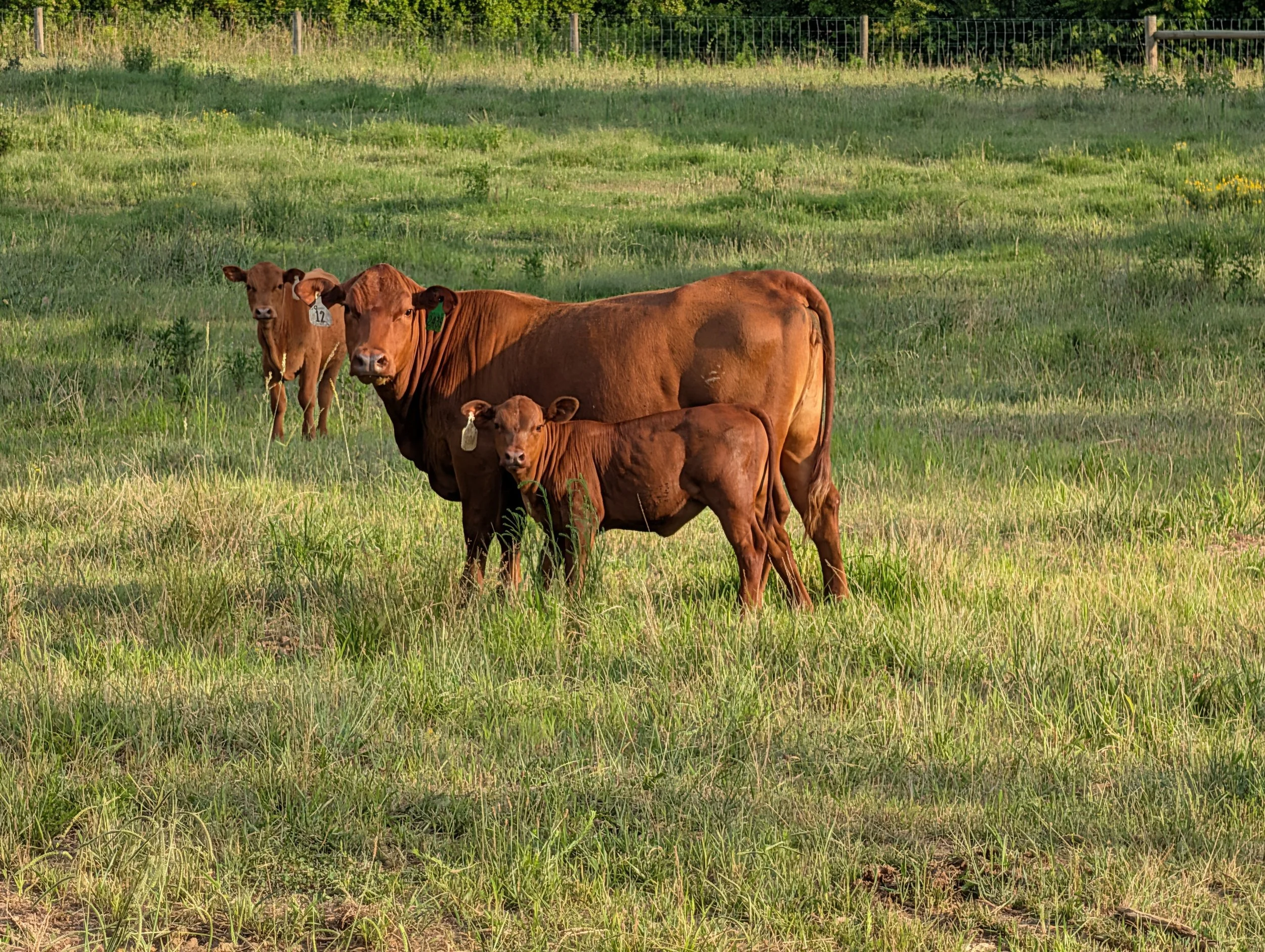 PXL_20260709_225522149 (1).jpg