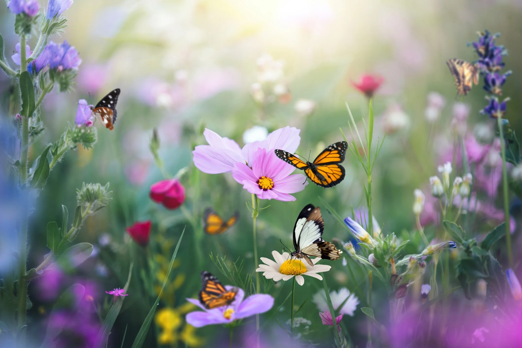 butterfly inner child.jpg