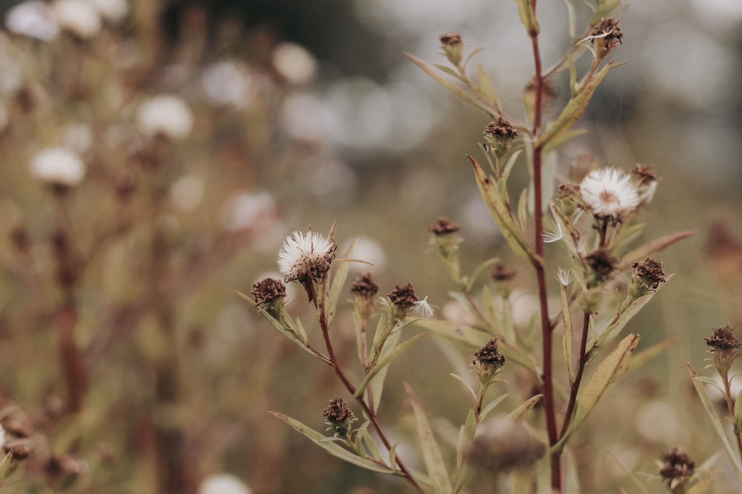 The daisy heads turning soft and fluffy