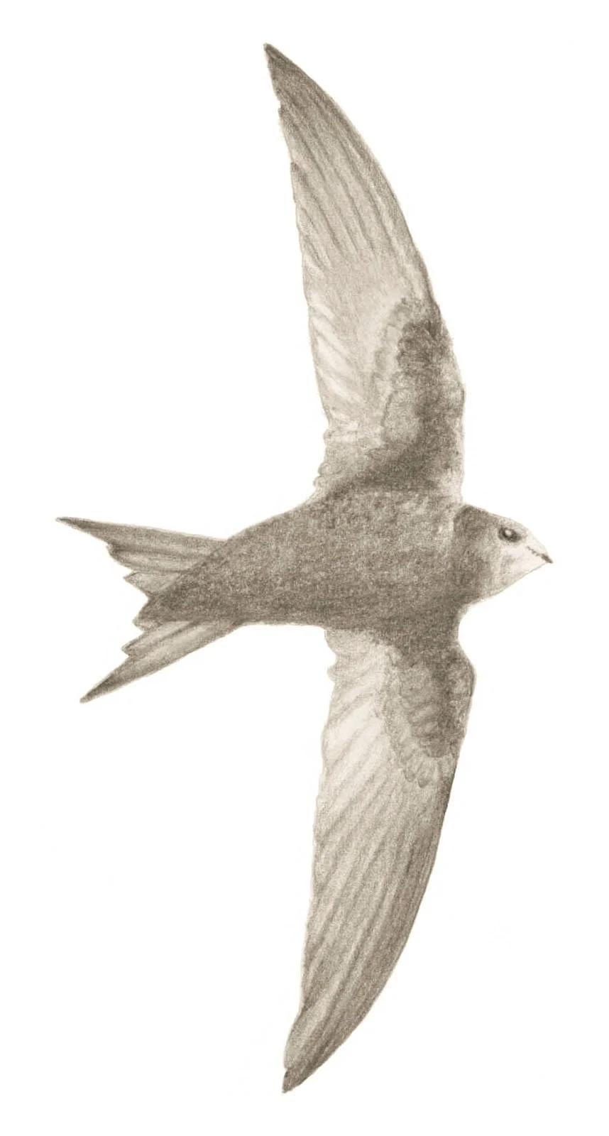 Masham Swifts sculpture commission