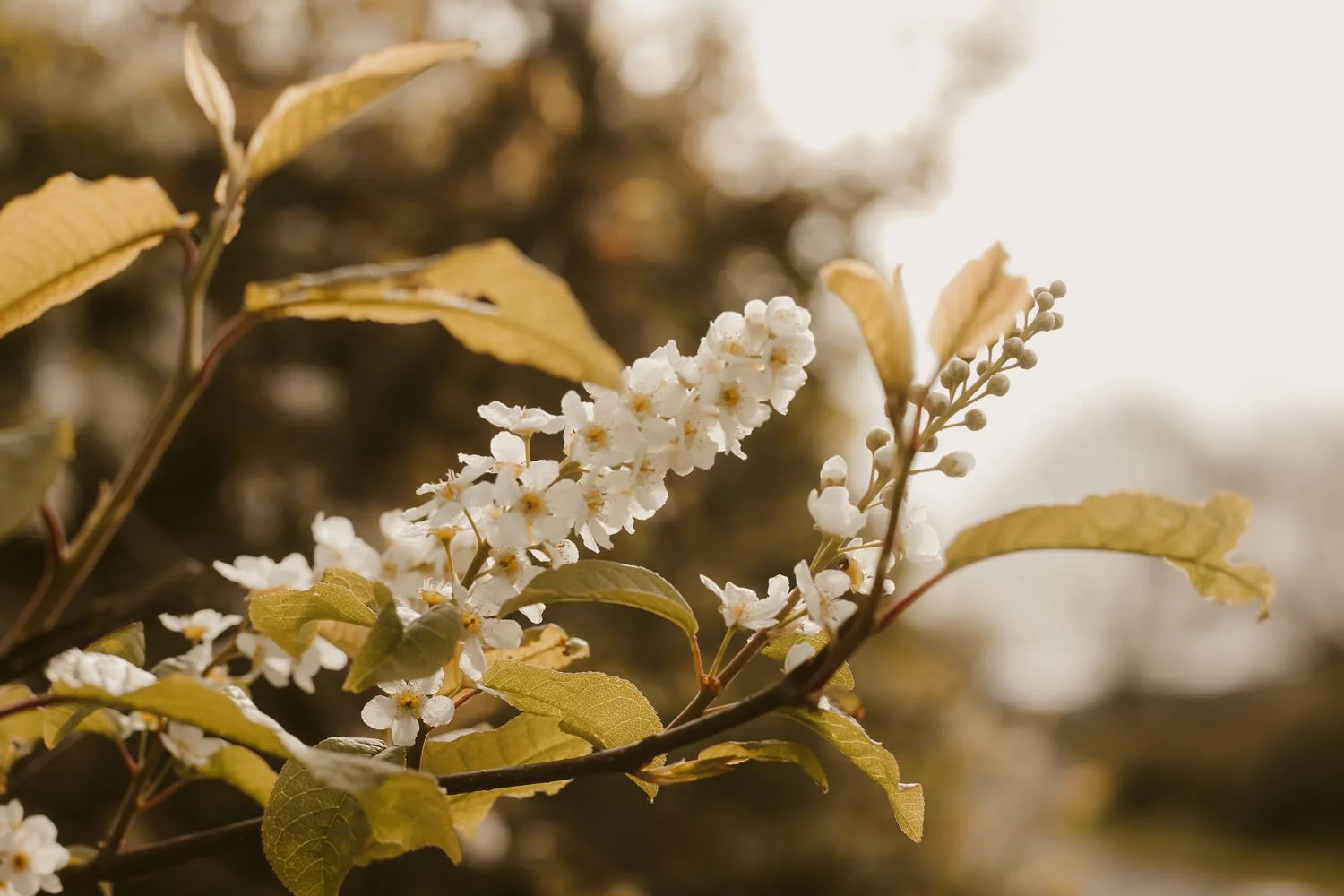 The blossom of the Bird Cherry is heavenly, lots of sweet scented, delicate white flowers attracting bees