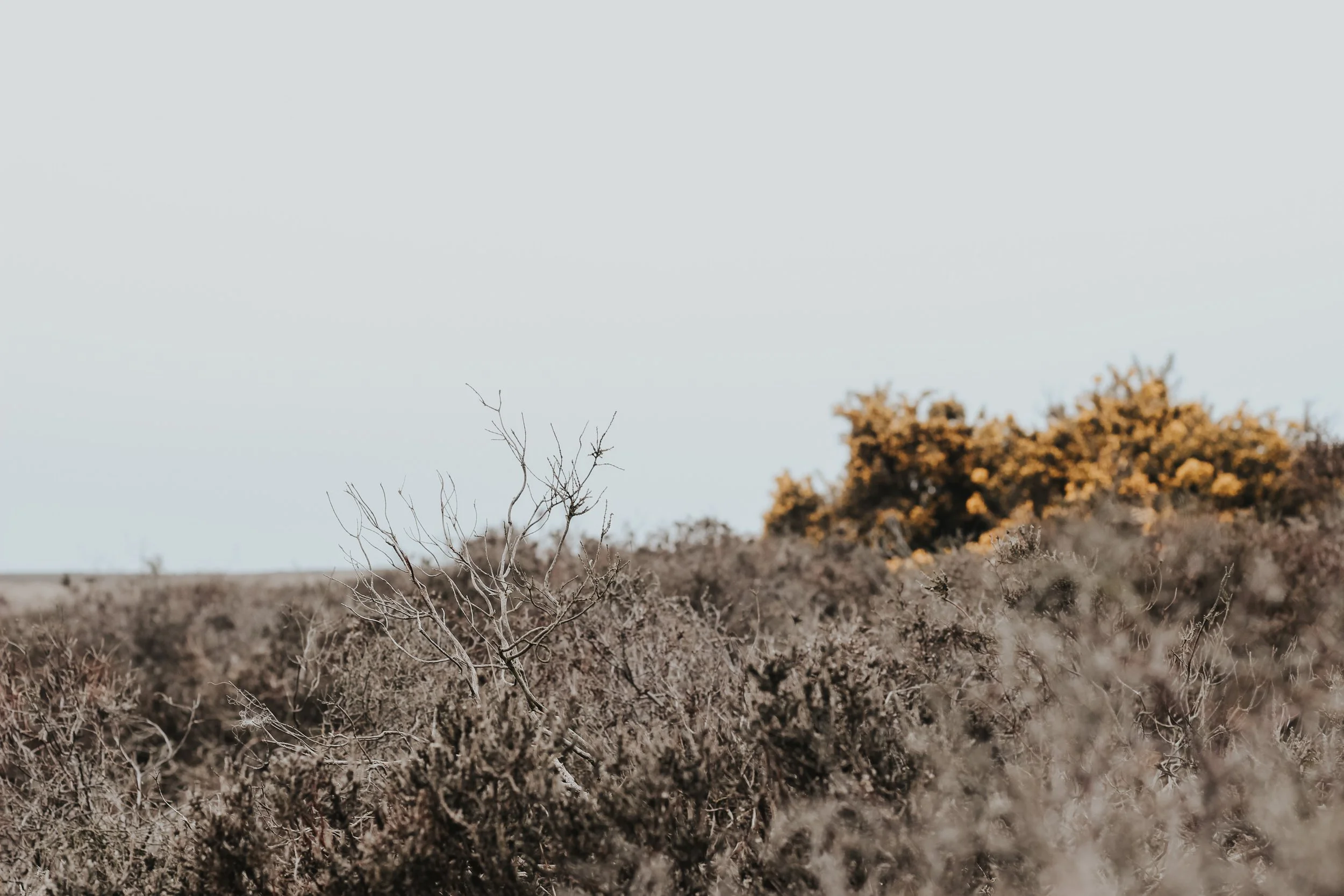 Early signs of Spring on the moor