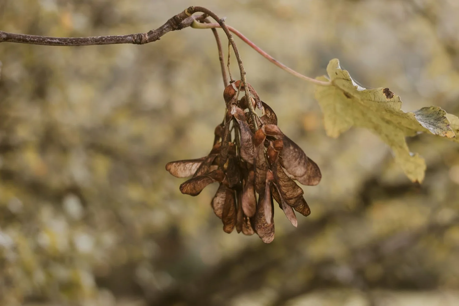 Signs of Autumn