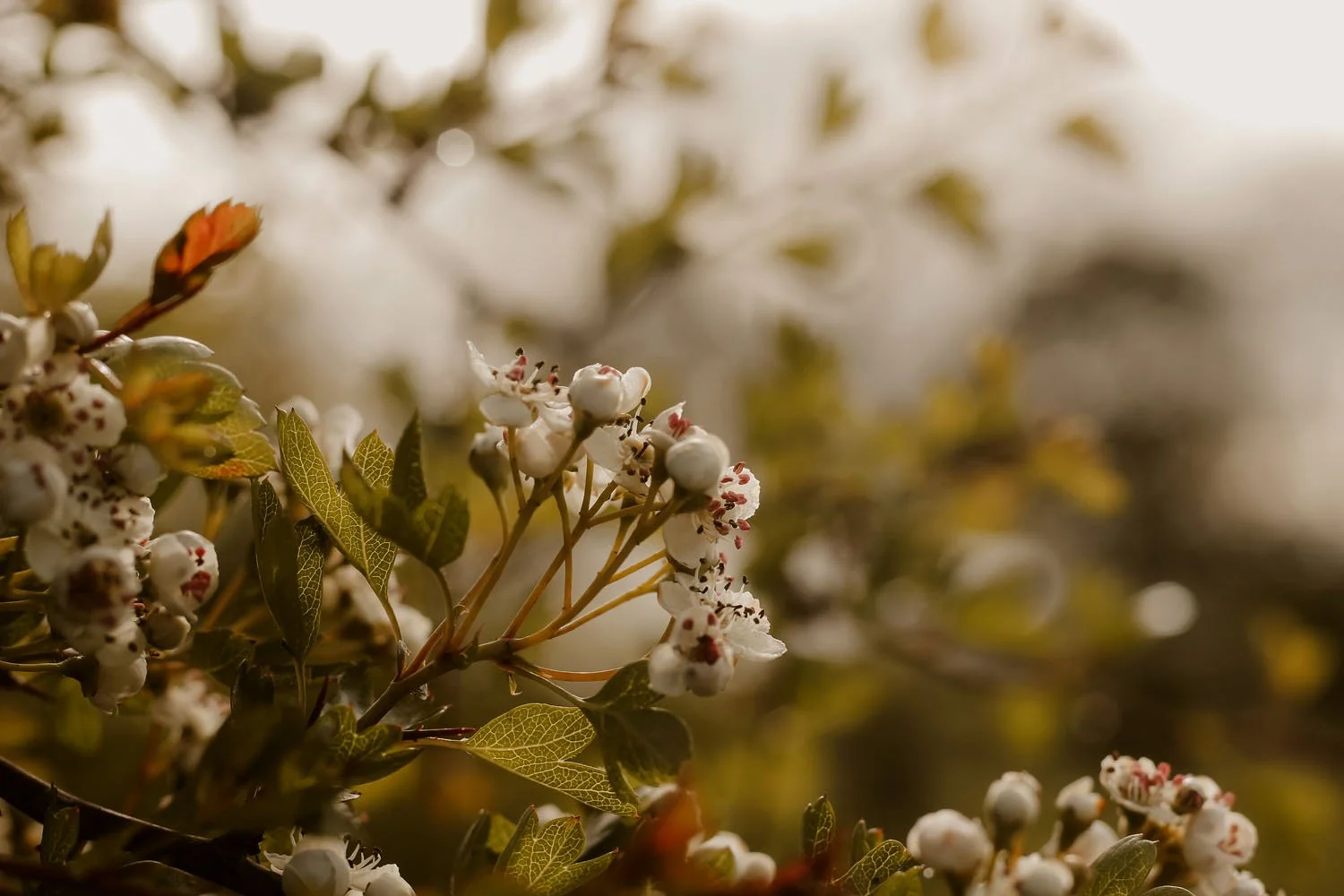White Hawthorn blossom is showing in the hedgerow