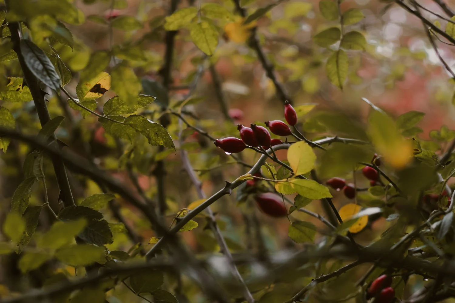 Autumn deepens and influences my carving