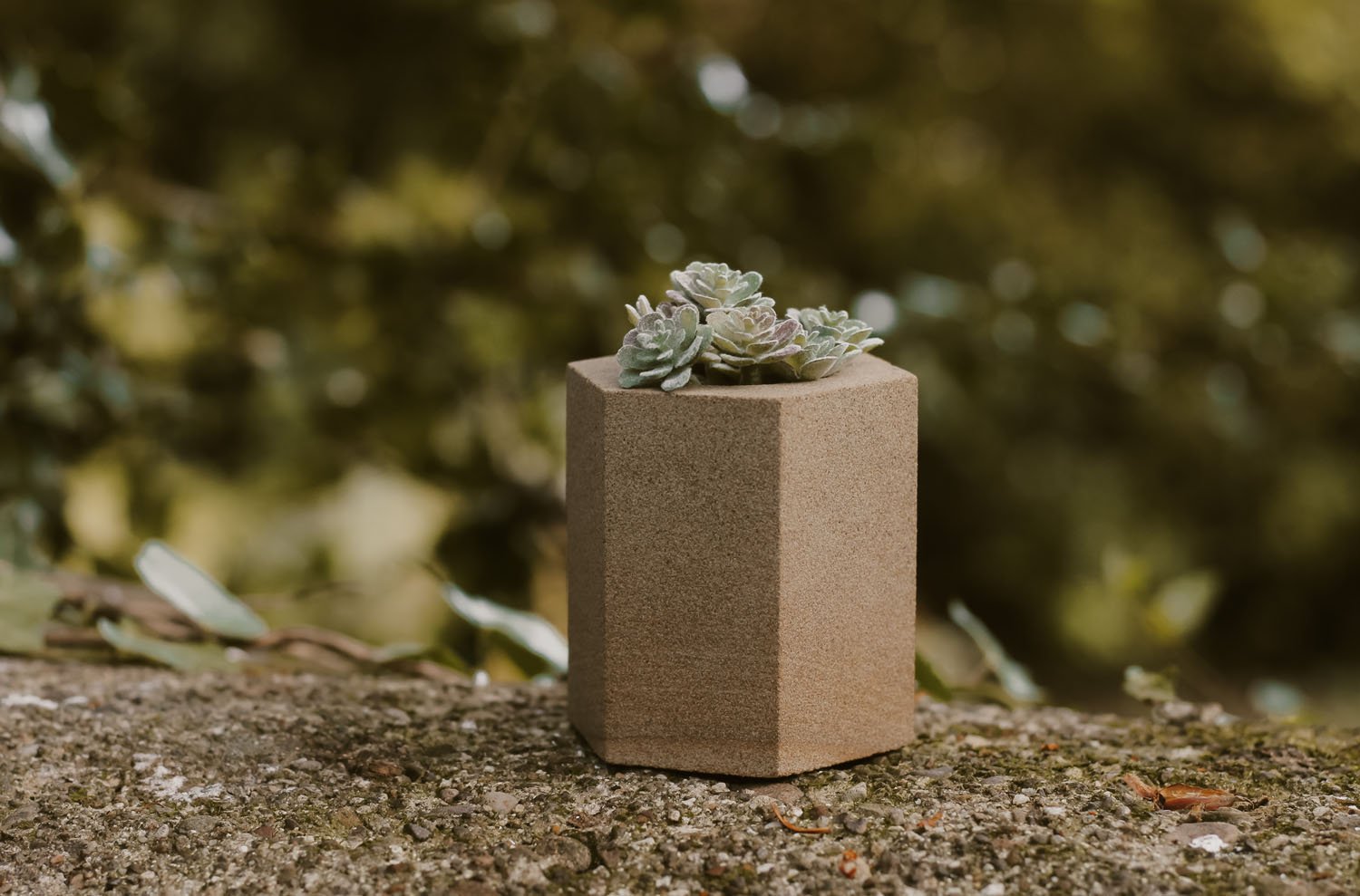Succulent garden pot - hexagon.jpg