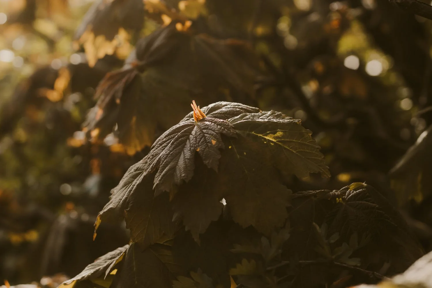 The Sycamore growing in the hedgerow is showing bronze coloured leaves and tender Spring buds