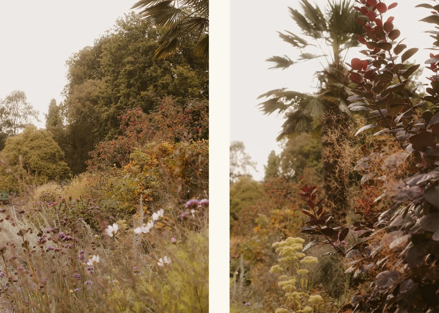 surrounded by tall mature planting alongside the paths at Sheffield Botanical Gardens