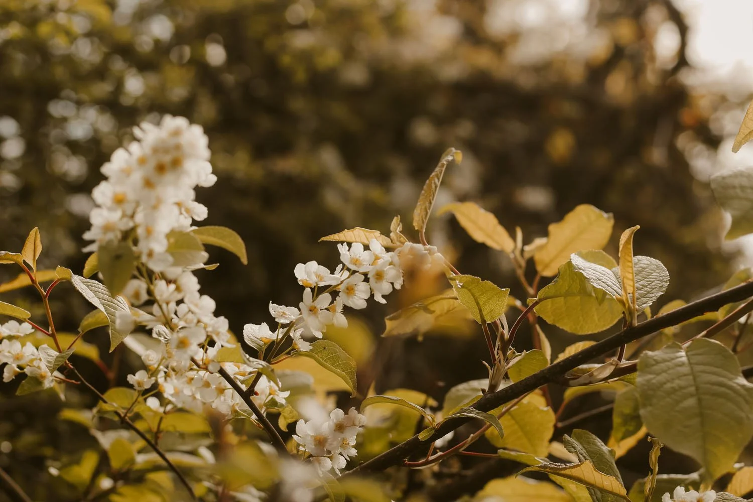 Bird Cherry blossom in the hedgerow showing clusters of white creamy flowers which smell wonderful