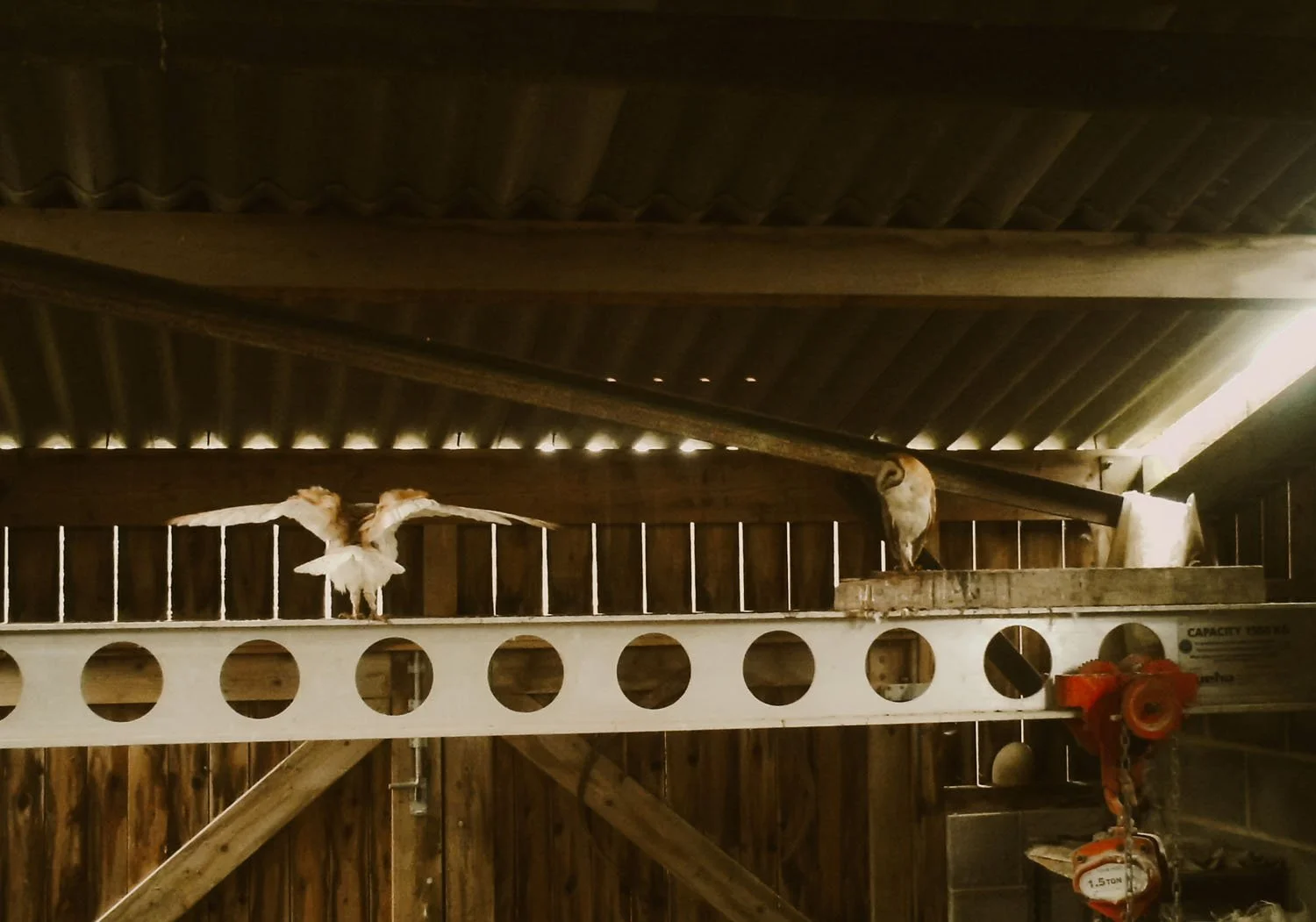 The female Barn Owl has come out of the nest box and stretches her wings, the male looks on from his perch.