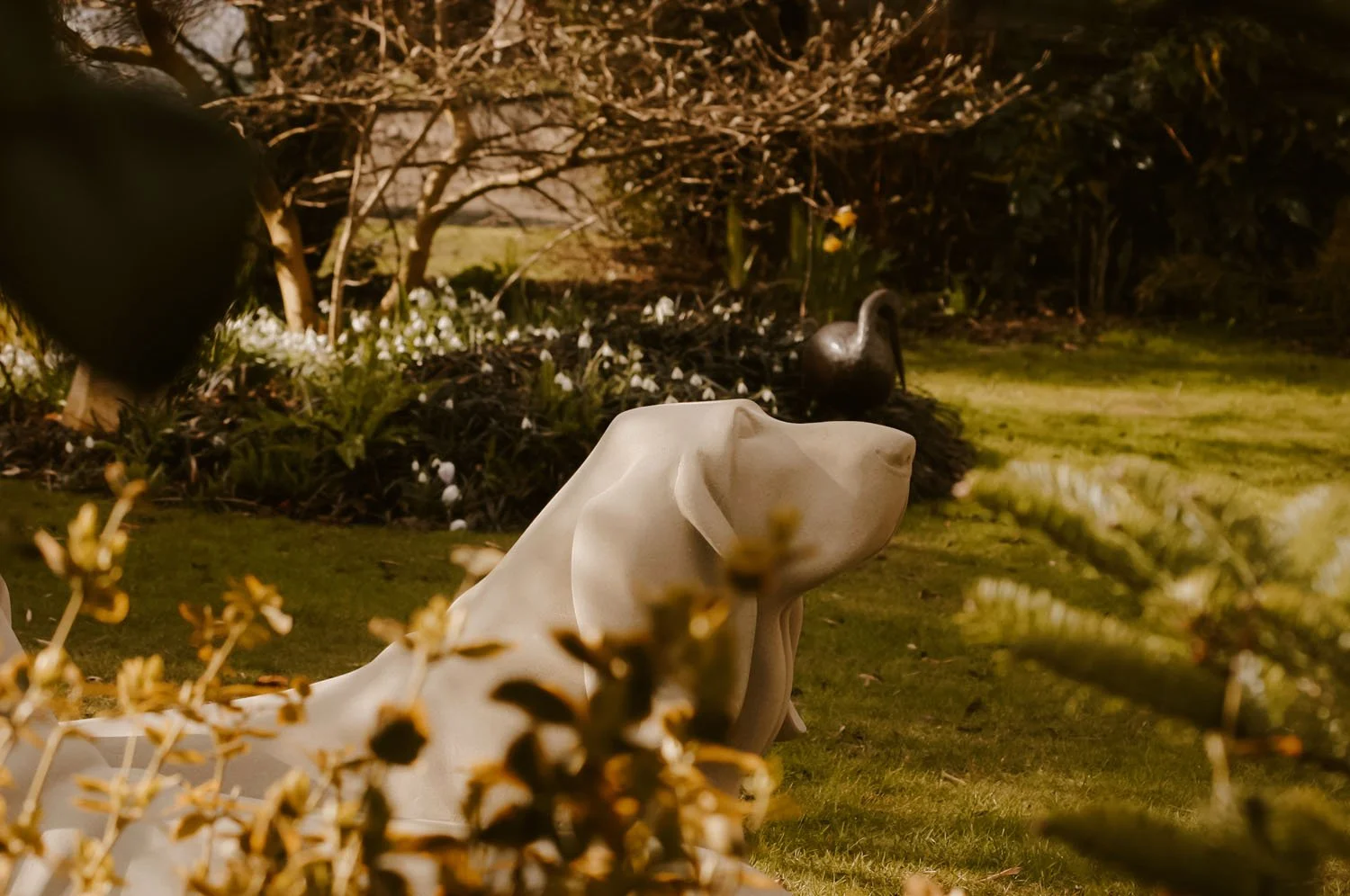 The noble Basset Hound head showing amongst the garden planting