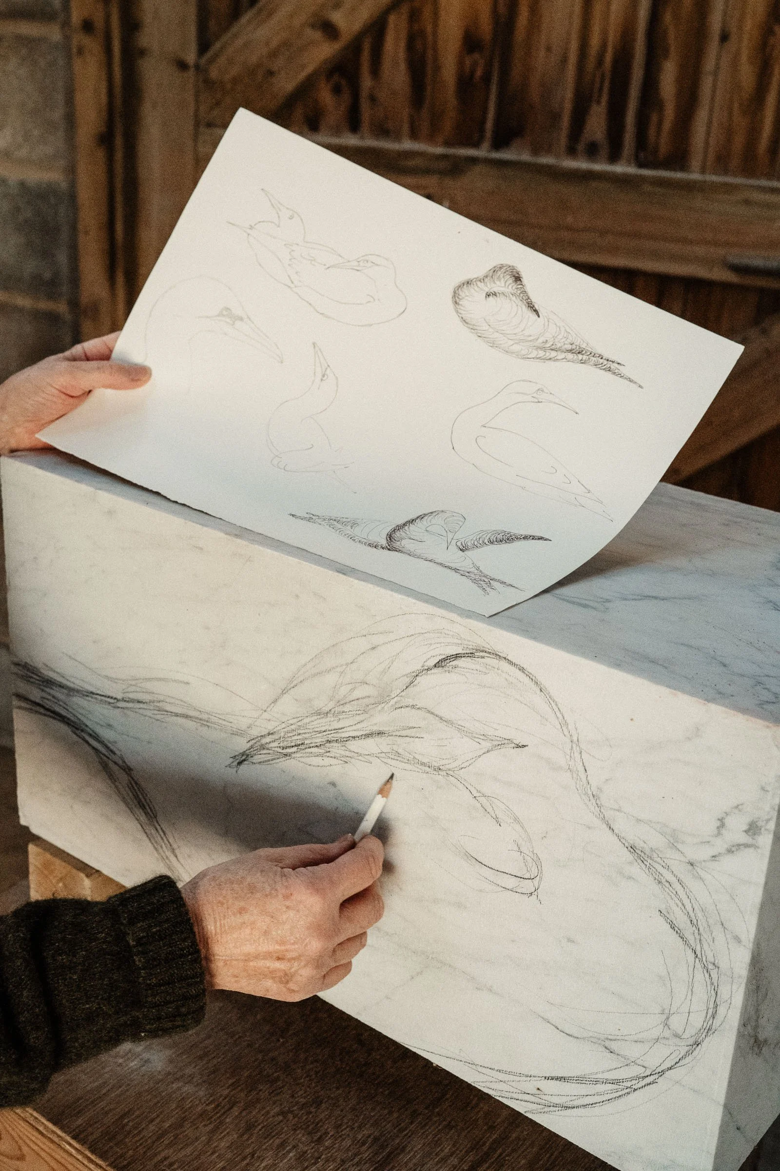 A person drawing sketches of various bird studies on a marble surface, with reference sketches on a piece of paper.