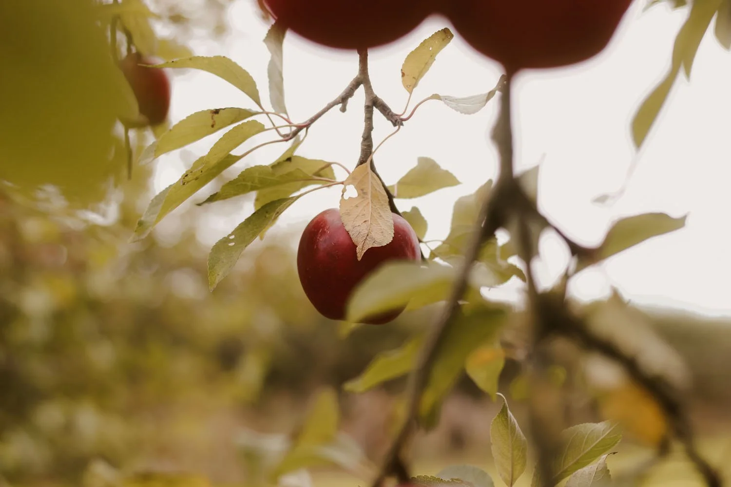 I have to be quick to pick them, the insects and birds are feeding on my ripening apples
