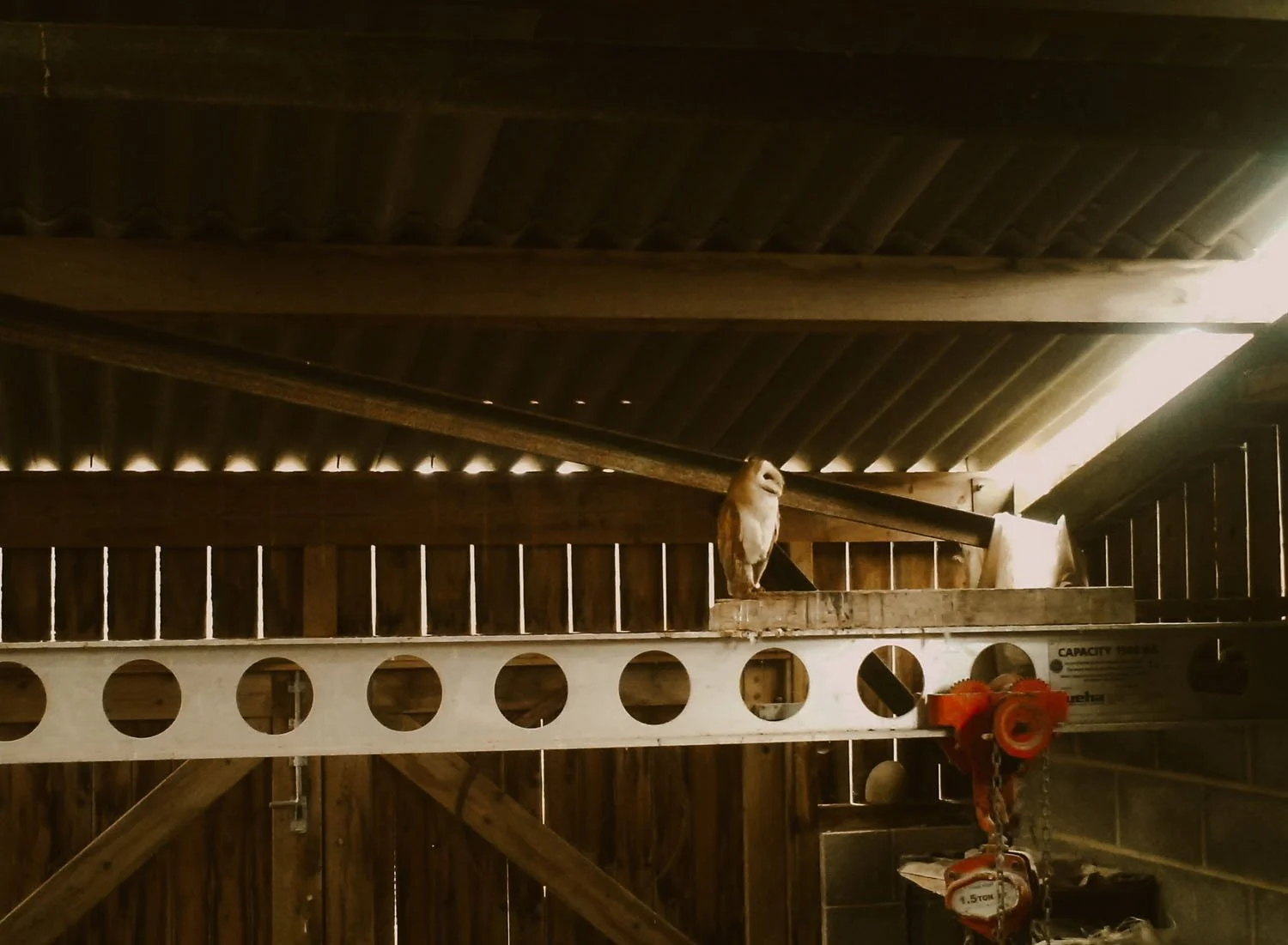 A Barn Owl in my workshop, looking up at the nest box as his partner is there keeping the chicks warm.  So inspiring to see them up close and observe their behaviour.