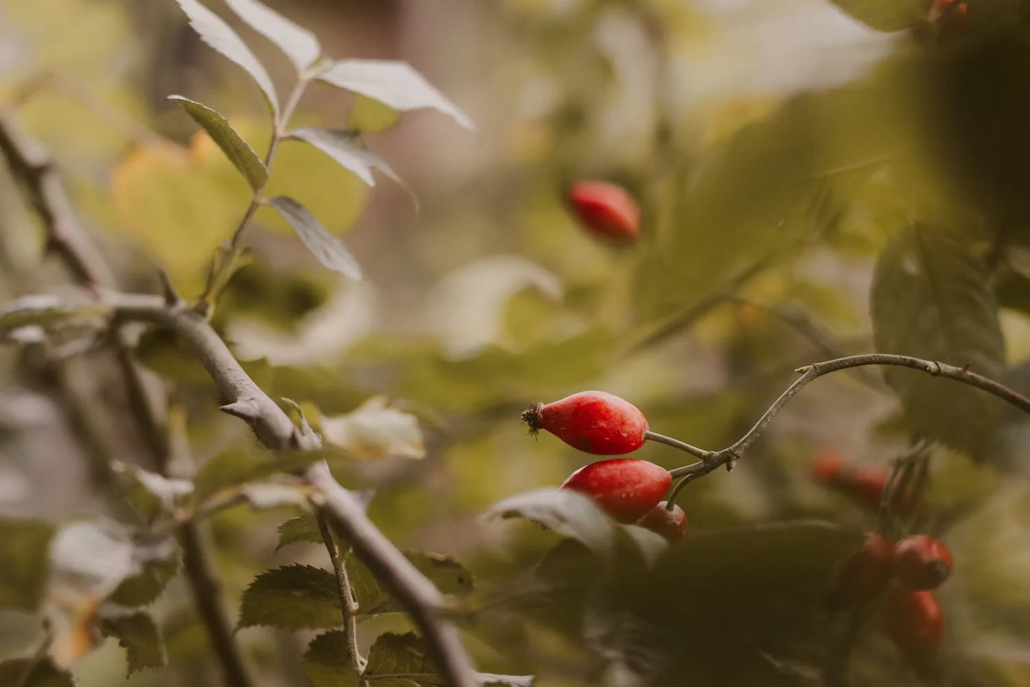 The rose that climbs my workshop wall is now full of shiny ripening hips