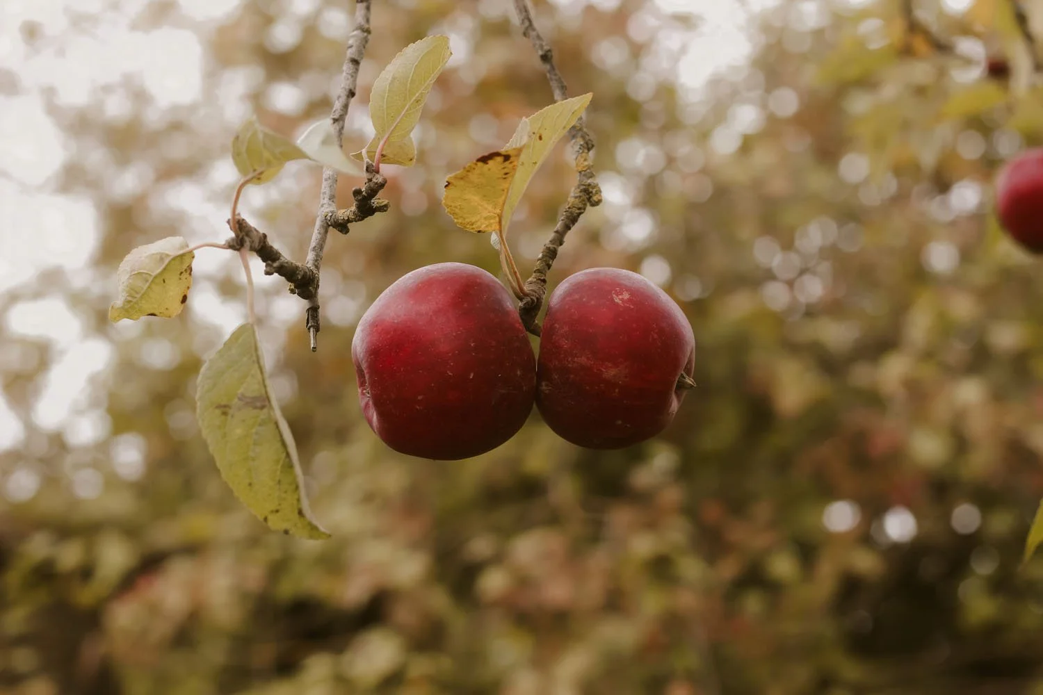Autumn is making its presence felt - each day apples fall, ripe and ready
