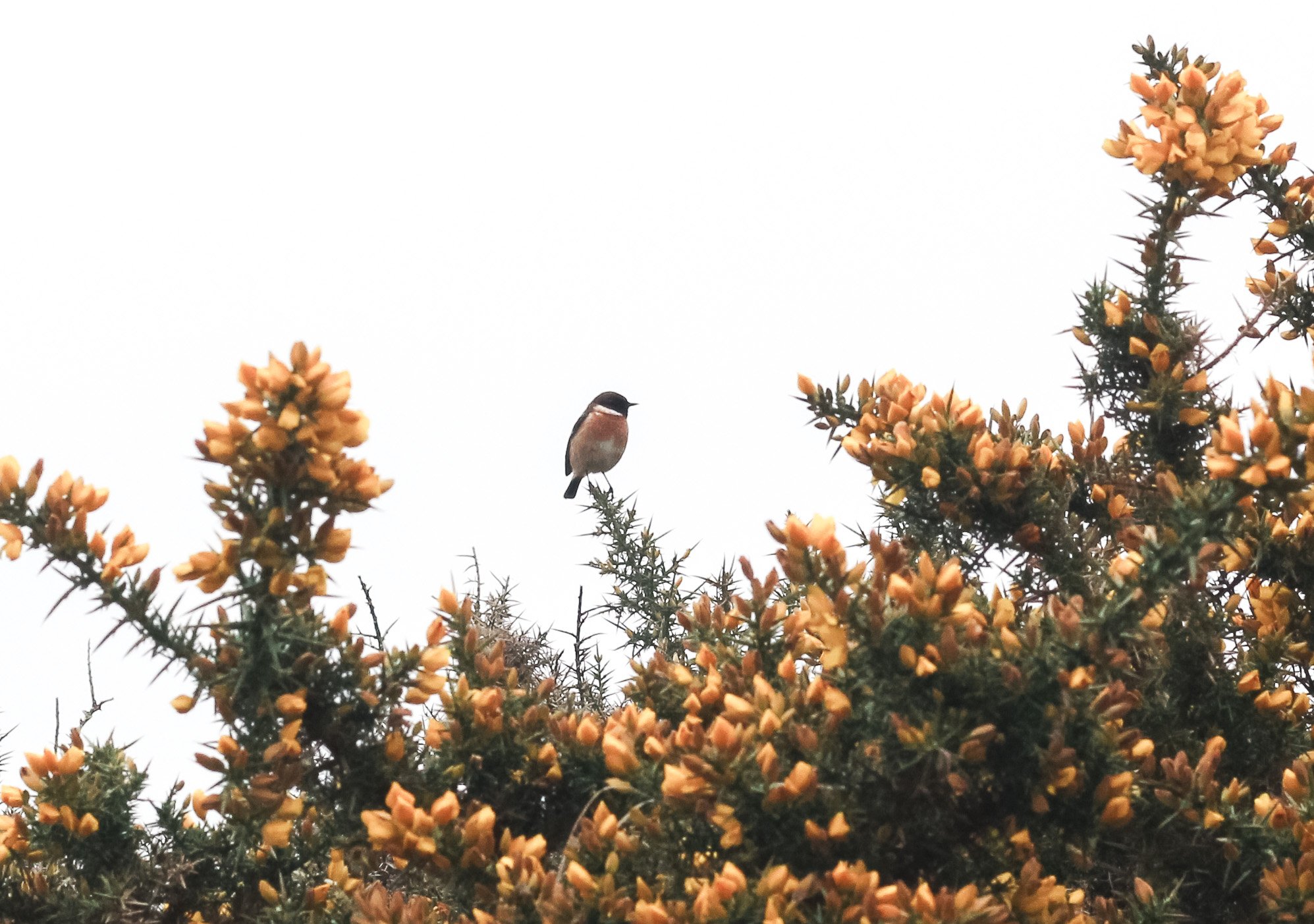The sound of birds in early spring on the moor
