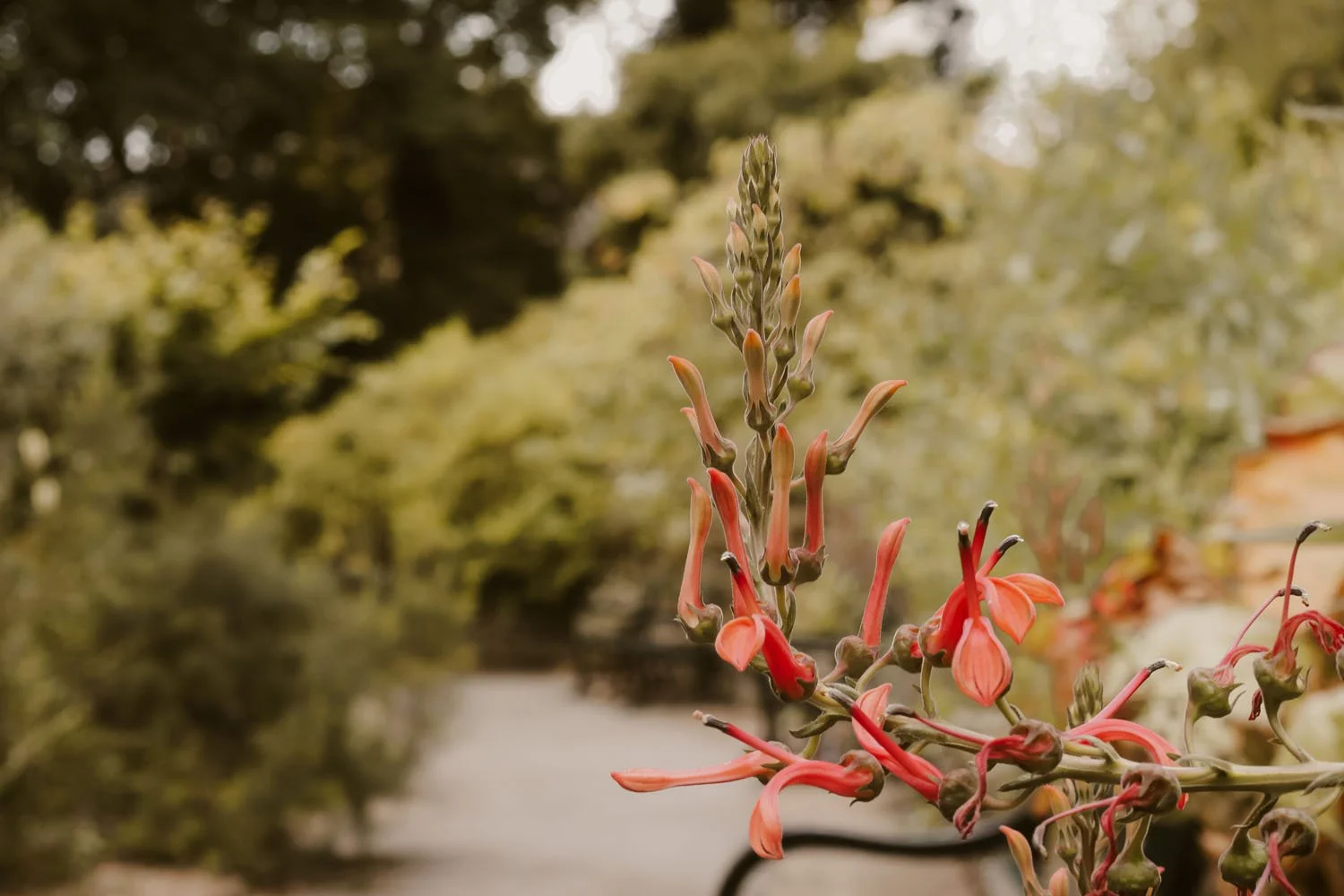mature planting and exotic flowering spires