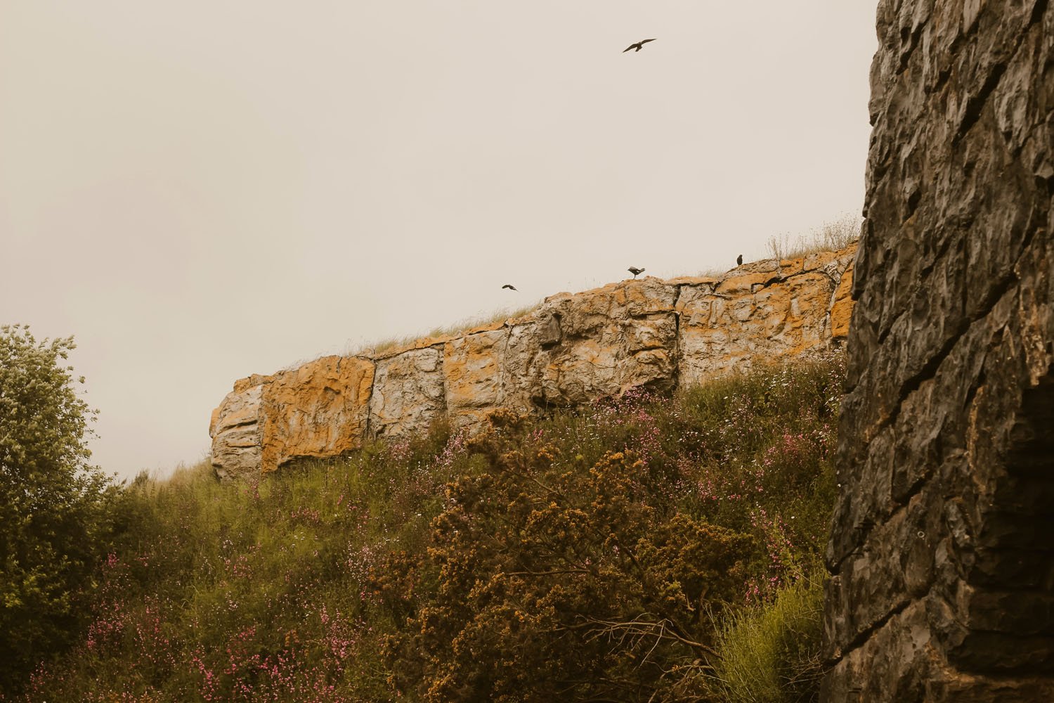 Birds and stone at Rheged