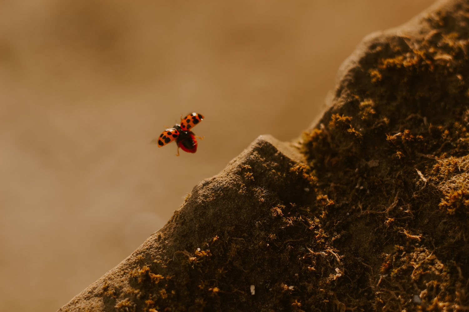 I was visited by a swarm of Ladybirds