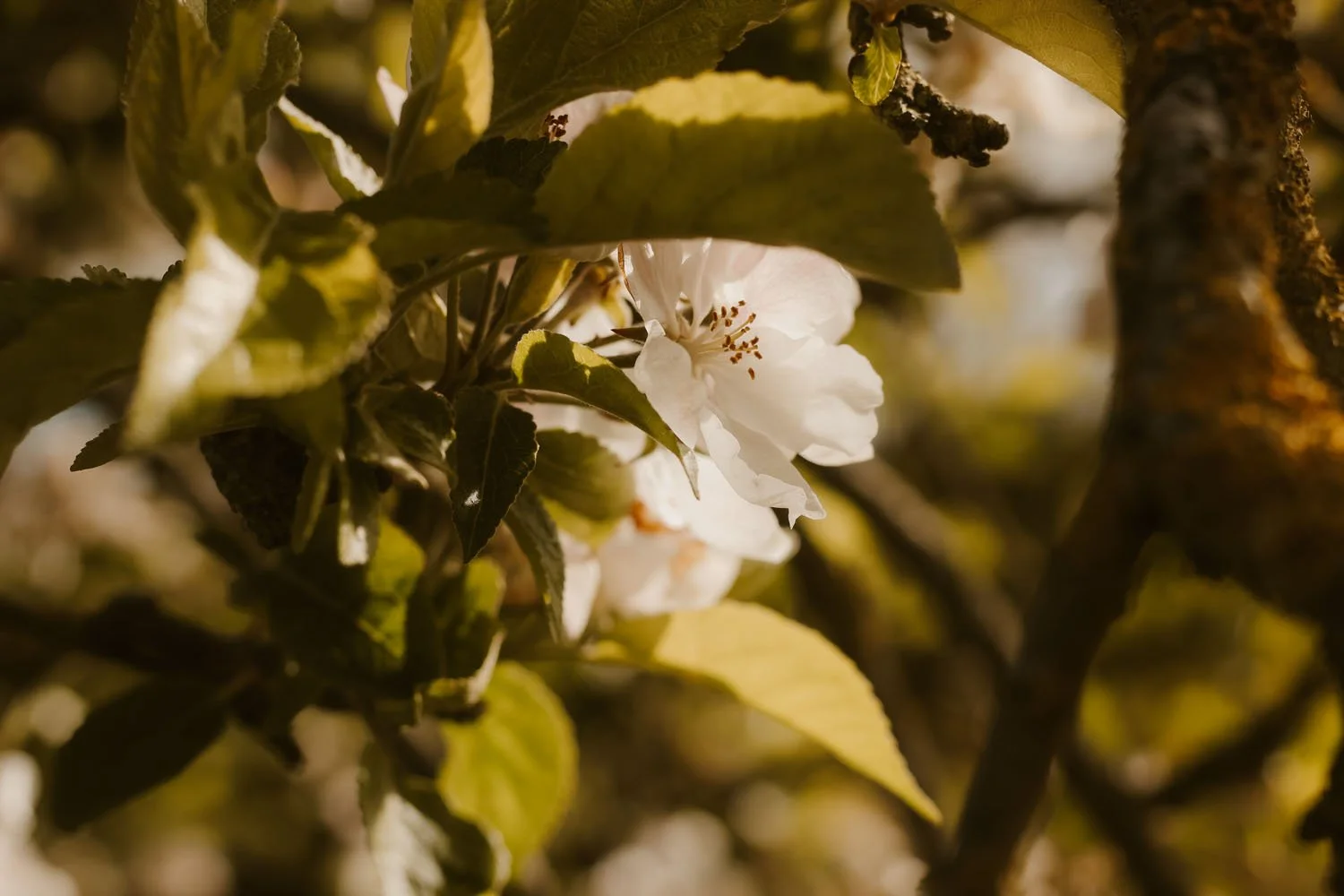 Apple blossom - white flowers with pink and yellow centres - the buds are deep red