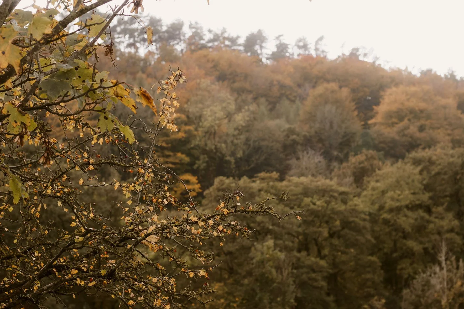 Autumnal changes all around
