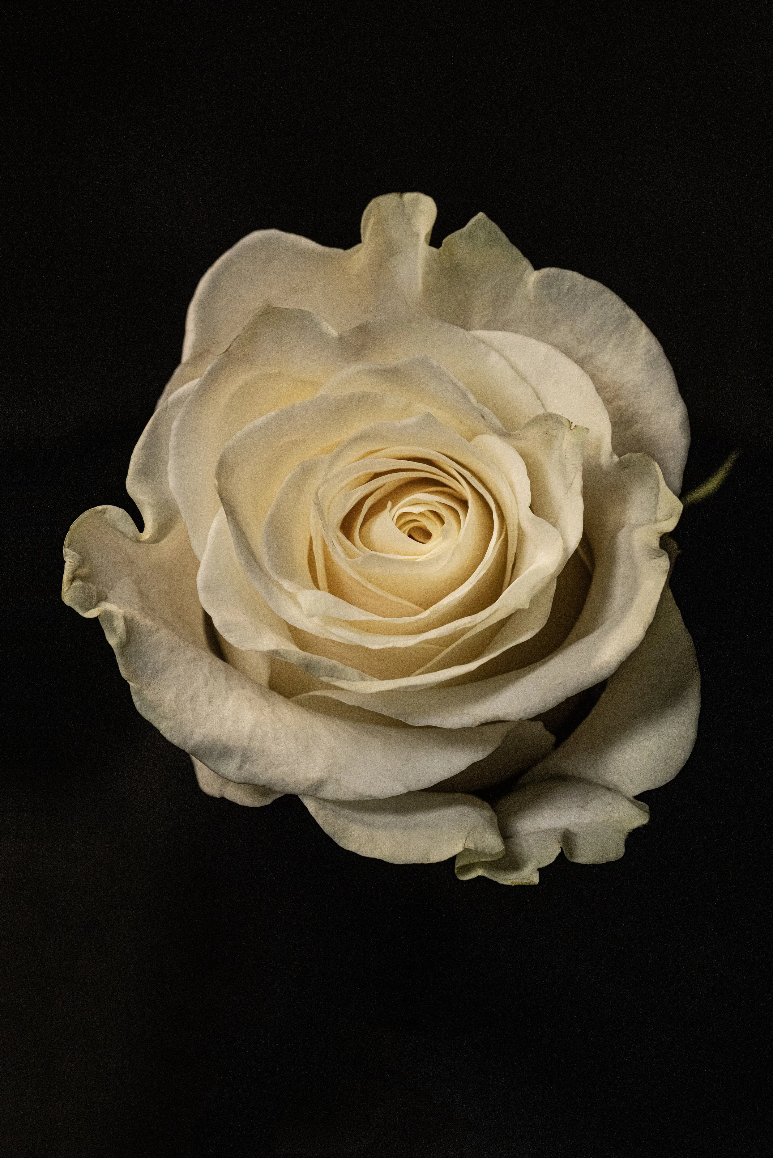 089A9661.jpg