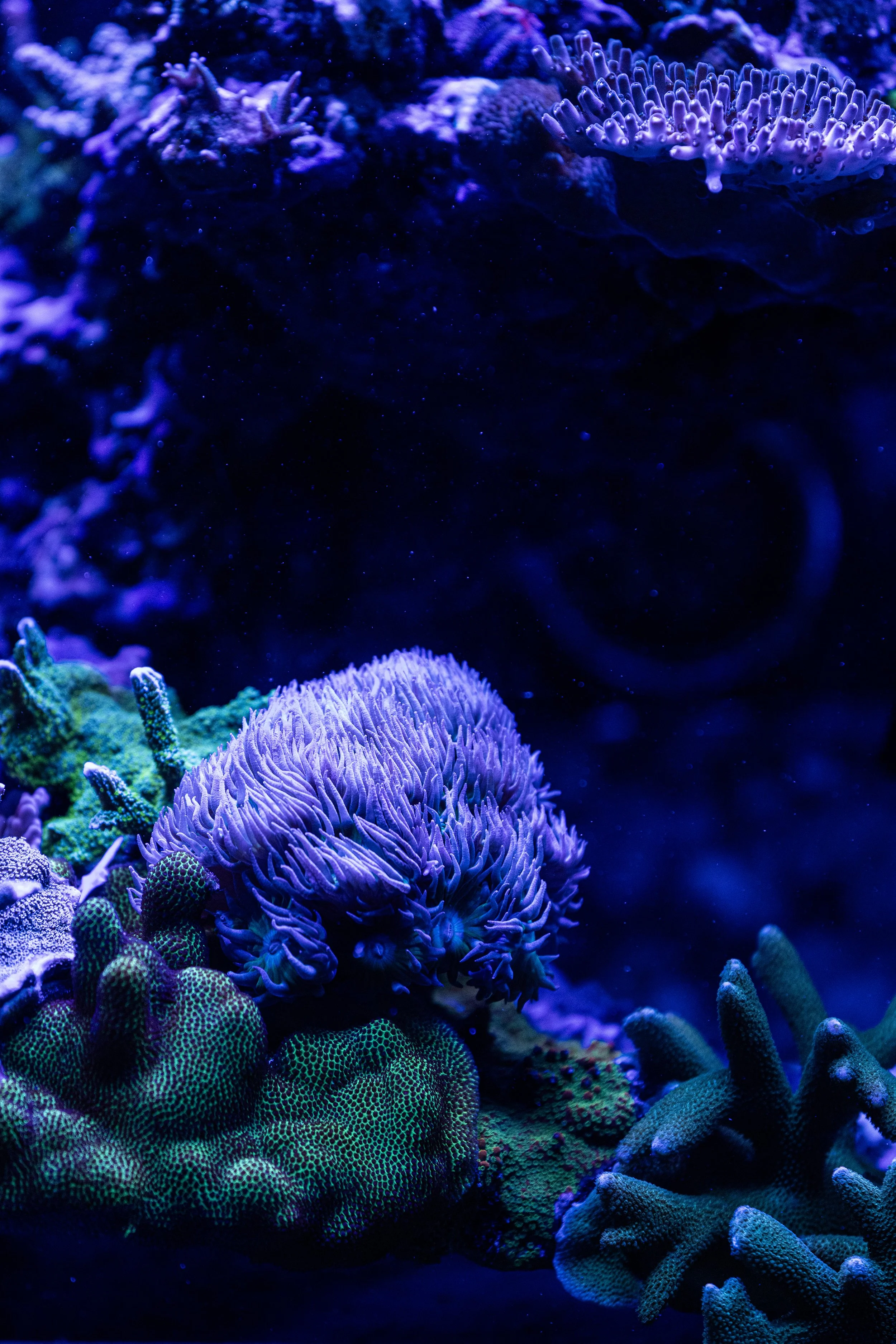 Canon x Coral Spawning International