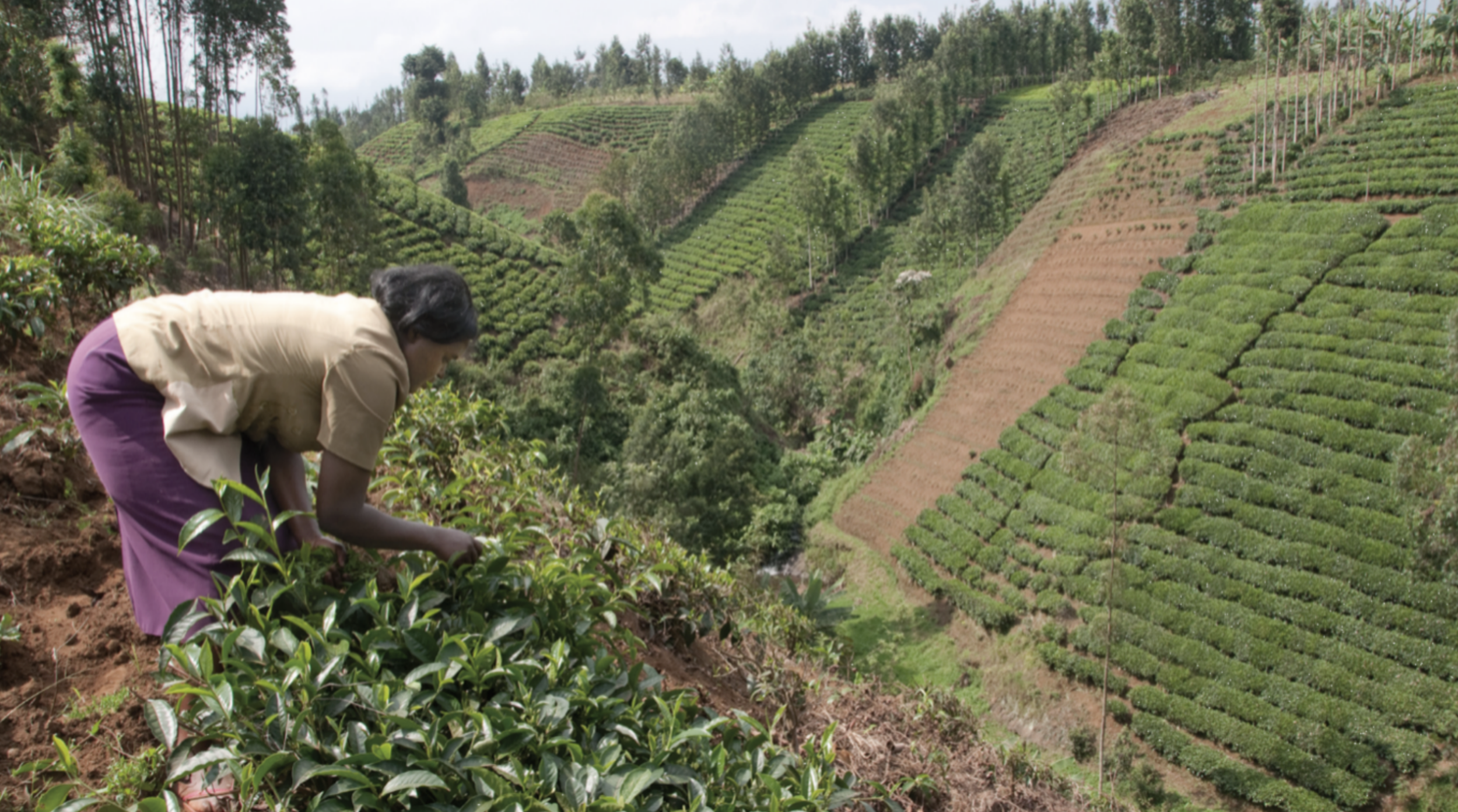 A woman picking tea leaves on a terraced hillside with lush green tea fields in the background.