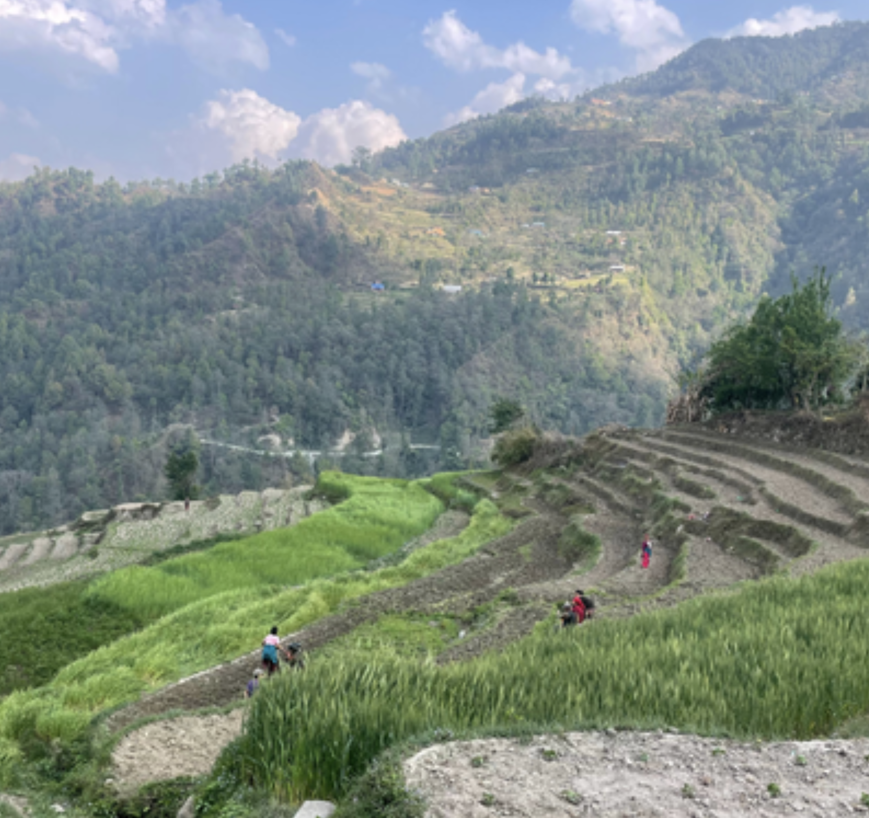 From Local Roots to Digital Reach: Why Community Agents Are Key to Scaling Digital Agro-Advisory Services