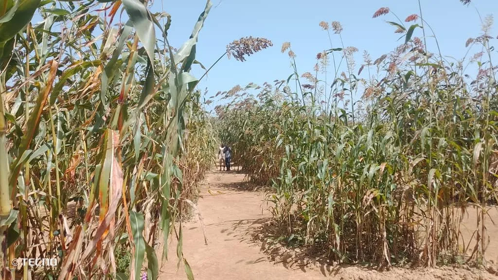 Adopting Sustainable Land Management Practices as a Means of Strengthening Farmers' Resilience