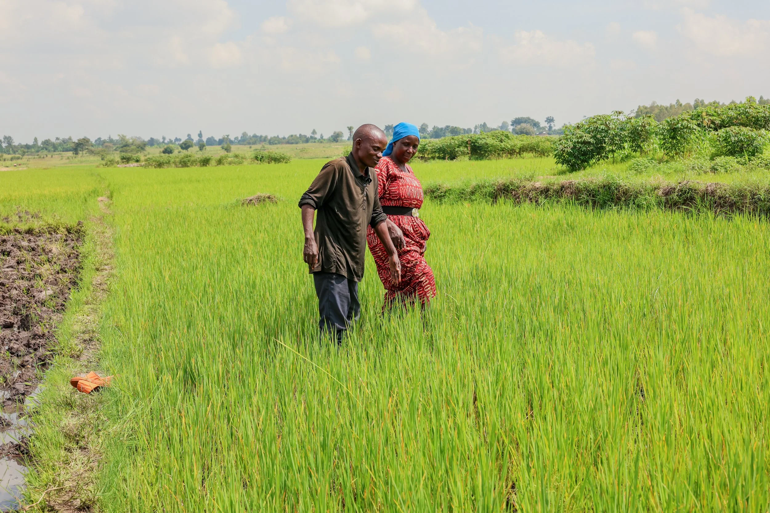 Two individuals, a man and a woman, walking through a lush green rice paddy field on a sunny day, with a partly cloudy sky in the background.